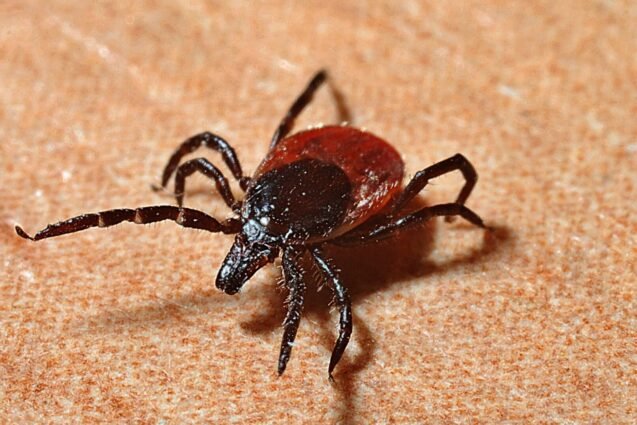 Piracicaba confirma segunda morte por febre maculosa em 2025