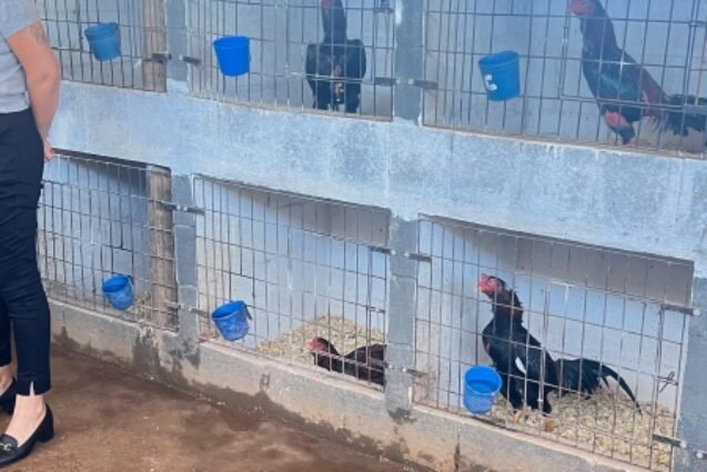 Prefeitura de Paulínia resgata 50 galos usados para rinha