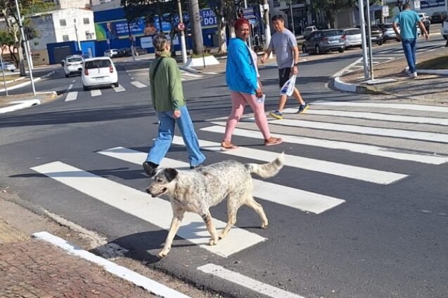 Bem Estar Animal promove roda de conversa sobre causa animal neste sábado em Valinhos