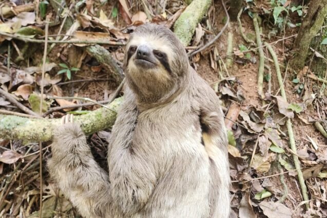 Bicho-preguiça é resgatado e encaminhado para área segura em Louveira
