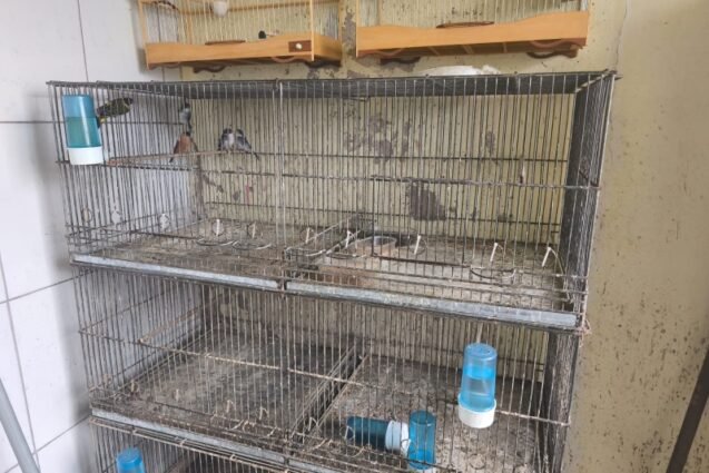 Guarda de Vinhedo realiza apreensão de 71 aves mantidas ilegalmente em residência no Jardim Melle