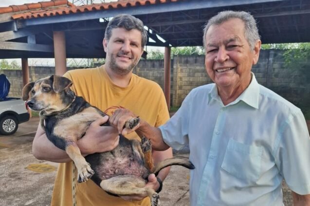 História de cachorra encontrada em córrego de Limeira termina com final feliz