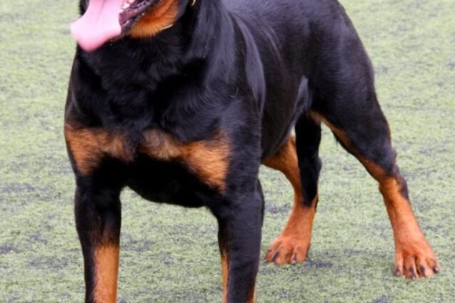 Homem invade casa em Piracicaba e morre atacado por dois Rottweilers