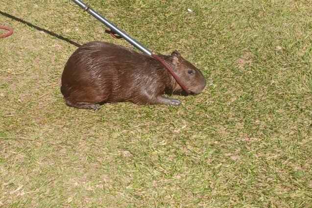Prefeitura de Louveira resgata capivara ferida e apura mortes de animais por disparos