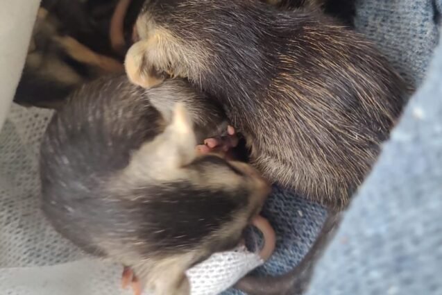 Meio-Ambiente resgata filhotes de gambá em Capivari