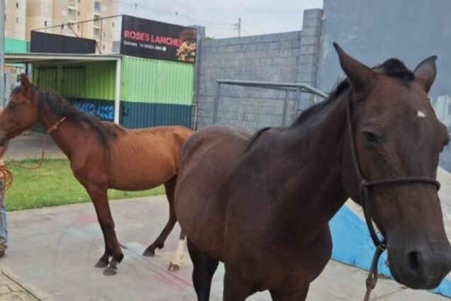 Nova Odessa apreende dois cavalos soltos no Santa Rita e evitam acidentes graves