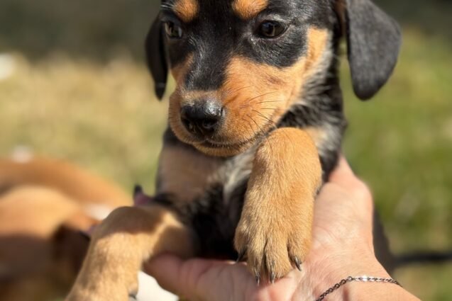 Paulínia Winner Mall Shopping recebe feira de adoção de pets neste sábado