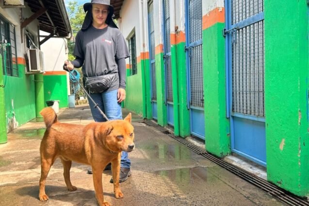 Piracicaba conta com cerca de 100 animais disponíveis para encontrar uma nova família