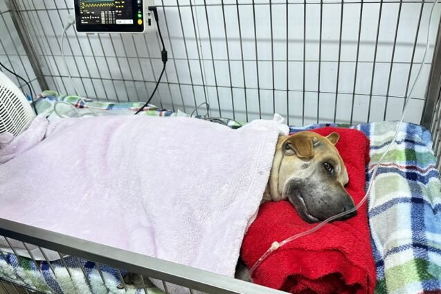 Prefeito determina atuação da GCM diante de casos de envenenamento de cães em Limeira