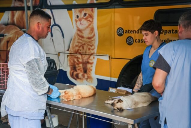 Prefeitura de Paulínia abre 250 vagas para castração gratuita de cães e gatos em julho