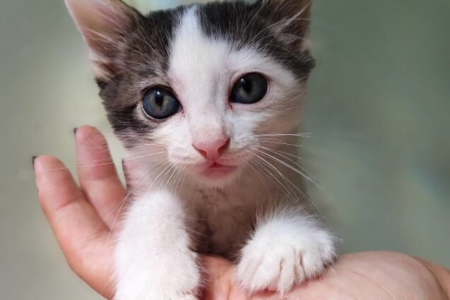 Prefeitura de Valinhos encerra semestre com mais de mil castrações e avanços na causa animal