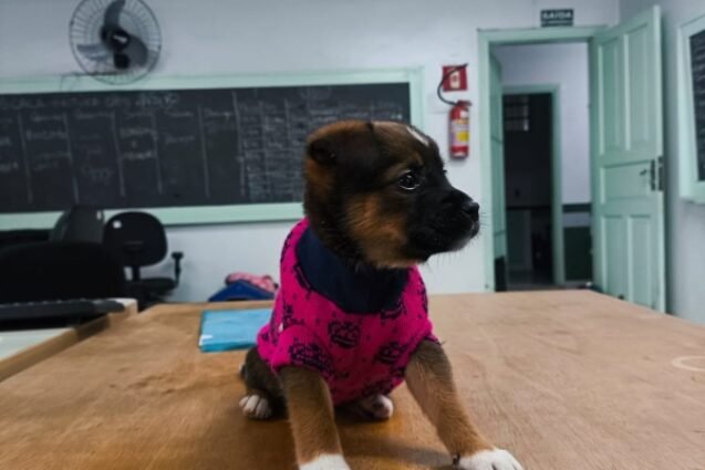 Prefeitura de Valinhos incentiva adoção responsável de cães e gatos