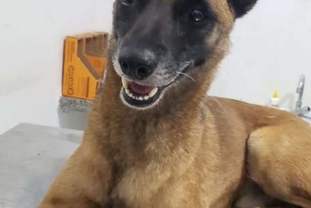 Proteção e Bem-Estar Animal de Sumaré tem cães e gatos para adoção responsável
