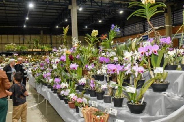 Rio Claro realiza neste final de semana a 79° Exposição Nacional de Orquídeas