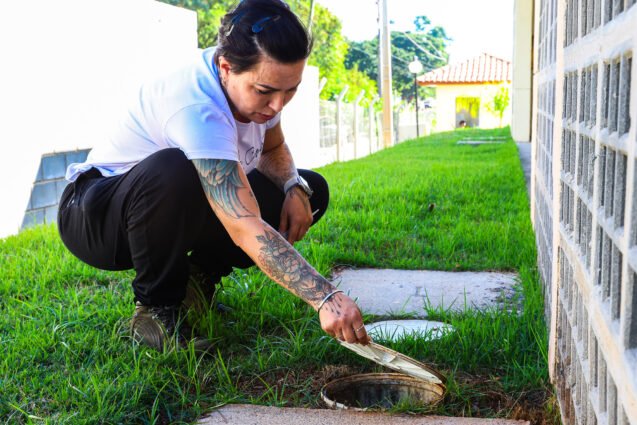 Santa Bárbara identifica Aedes aegypti em 73% das amostras com larvas de mosquito