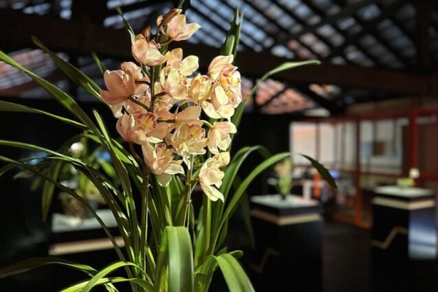 Santa Bárbara recebe sete expositores no 4º Festival das Orquídeas nos dias 7 e 8 de junho