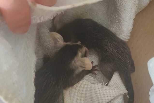 Secretaria de Meio Ambiente resgata filhotes de saruê em Capivari