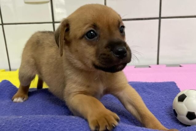 Tivoli tem quatro cães e um gato disponíveis para adoção nesta quarta