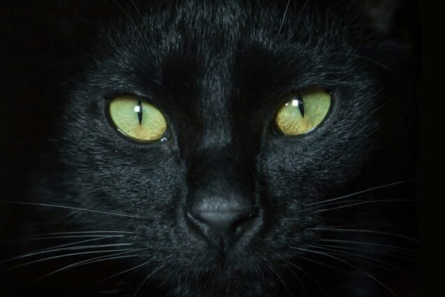 Valinhos celebra Semana dos Gatos exaltando o gato preto