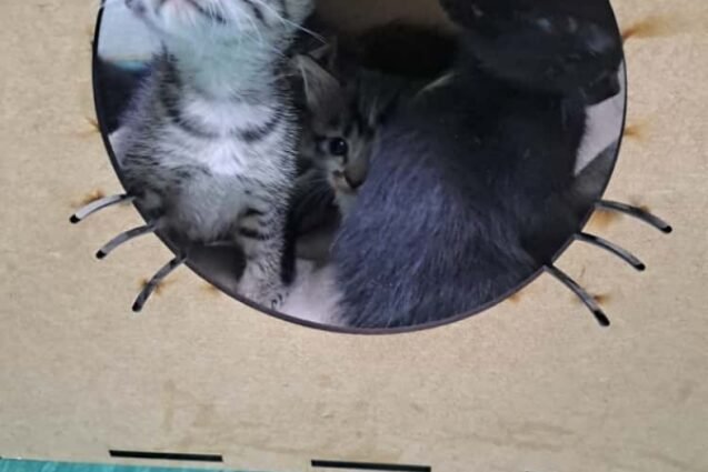 Valinhos realiza força-tarefa de adoção de animais com campanha natalina ‘Adote um Pet e Esvazie um Canil’