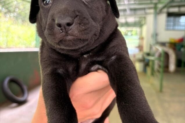 Valinhos reforça campanha natalina com ações de adoção na Feira do Agricultor